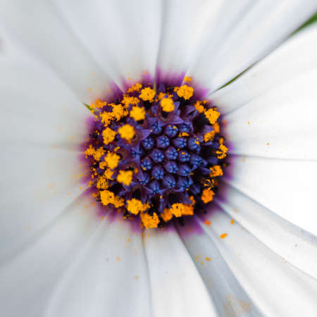 Close-up of osteospermum flower pollen and stamenの写真素材