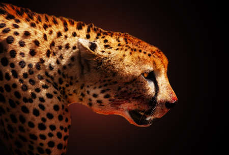 Profile of killer cheetah animal over dark backの写真素材