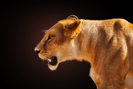 Profile image of the angry female lion over darkの写真素材