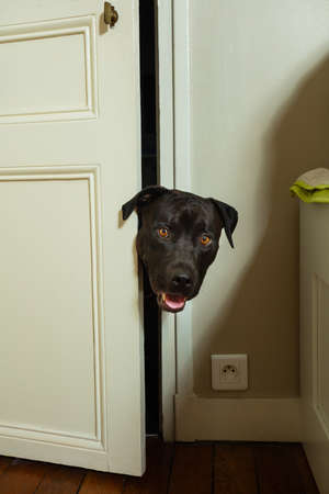 Head of curious dog looking inside the roomの写真素材