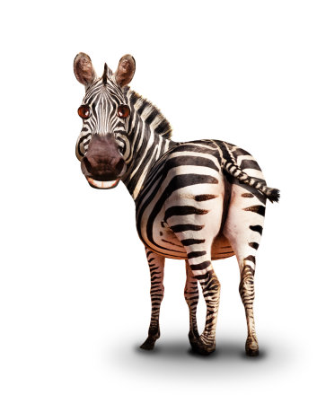 Funny smiling zebra looking back illustration likeの写真素材