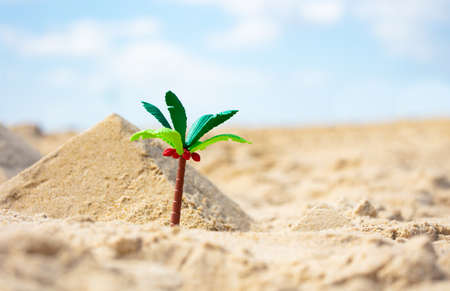 Miniature palm and pyramid of sand on the beachの写真素材