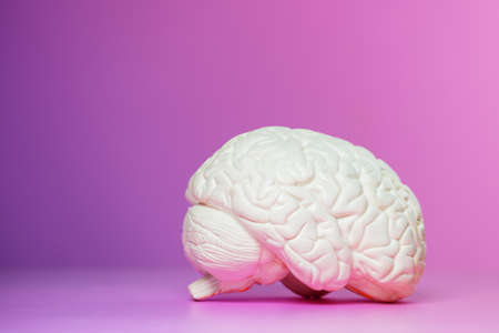 Photo of the brain on a pink background from sideの写真素材