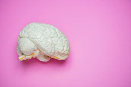 Photo of the human brain view from sideの写真素材