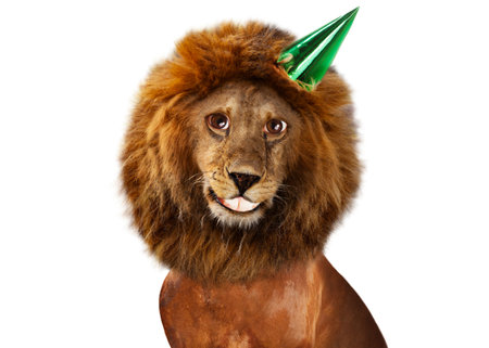 Smiling lion with birthday cap on the headの写真素材