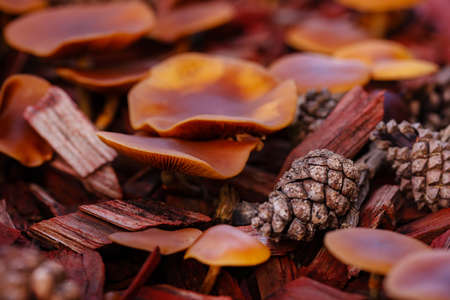 Small red mushrooms in autumn forest closeupの写真素材