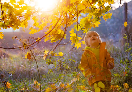 Small boy looking up at yellow leaves on sunsetの写真素材