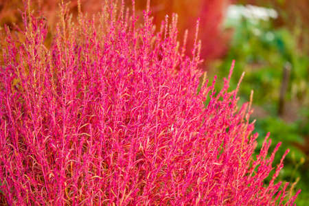 Red Bassia scoparia flower plant of family Amaranthaceaeの写真素材
