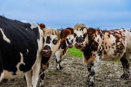 Group of cows stands together in autumn field, Normandy, Franceの写真素材