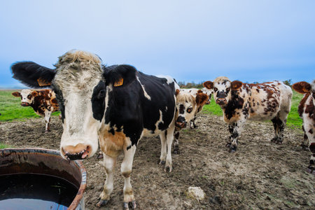 Cows gather near water trough in a muddy field, Normandy, Franceの写真素材
