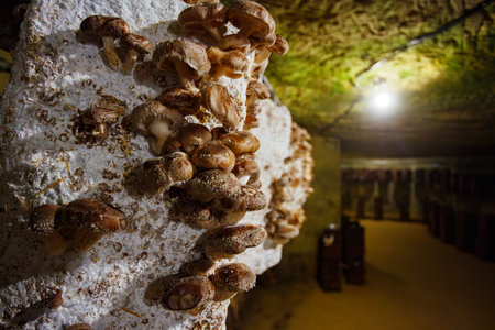 Shiitake mushrooms sprout of bags in cave farmhouse facility