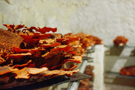 Layers of polypore mushrooms grow in underground farmの写真素材