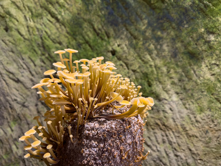 Growing mushrooms on a substrate in a natural setting
