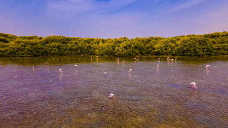 Flamingos fishing and eating near a protected mangrove located in the emirate of Ajman, in UAE.の写真素材