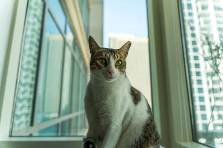 Happy cat looking to the camera while sitting comfortably in the cat tree near the house window with an interesting perspective of the exterior and building.の写真素材