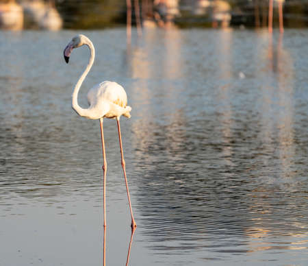 Flamingos at Ras al Khor Natural reserve, located in Dubai, United Arab Emirates.の写真素材
