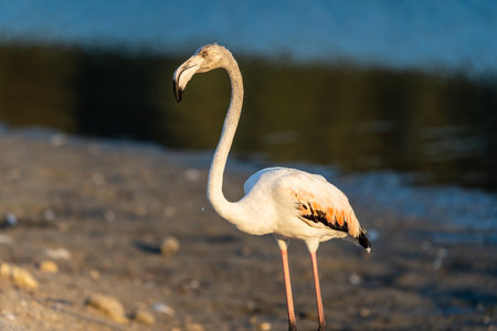 Flamingos at Ras al Khor Natural reserve, located in Dubai, United Arab Emirates.の写真素材