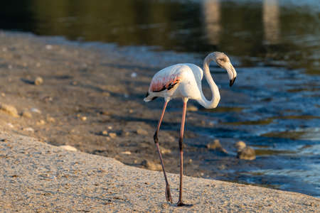 Flamingos at Ras al Khor Natural reserve, located in Dubai, United Arab Emirates.の写真素材