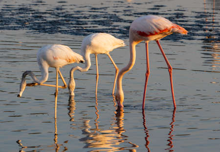 Flamingos at Ras al Khor Natural reserve, located in Dubai, United Arab Emirates.の写真素材