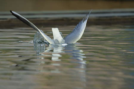 Close up photos of a seagull in the seawater in Dubai Marina, United Arab Emirates.の写真素材