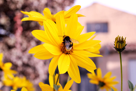 Bumblebee on a yellow flowerの写真素材
