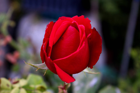 Red roseの写真素材