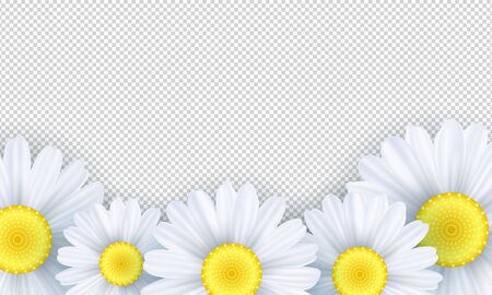 Seasonal background. Chamomile flowers on a transparent background. Template for your design. Vector illustration.のイラスト素材