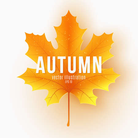 Autumn maple leaf with text on a white background. Festive template for design your advertisement. Gift card. Vector illustration. EPS 10.のイラスト素材