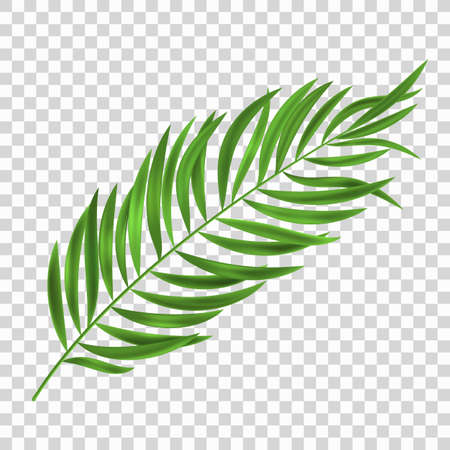 Realistic tropical palm leaf on a light transparent background. Exotic plant for design summer sale, party, holiday. Graphic element. Vector illustration.のイラスト素材