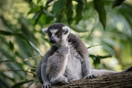 Attentive catta sits alone on the tree and saw something exciting. Cunning lemur on the nature...
