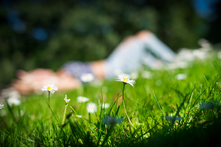 Chamomile flowers on green field in warm summer day on foreground. Young woman lying on the grass and big trees on blurred background.の写真素材
