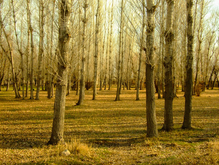 The view inside forest, trees at fall.の写真素材