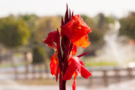 Dew of water on the red flowerの写真素材