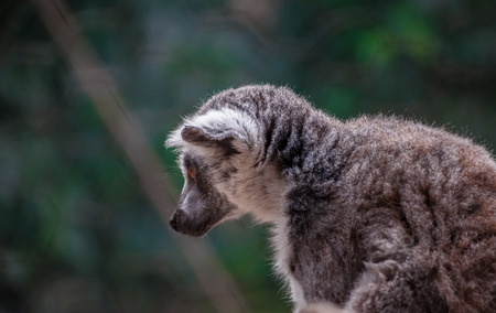 Close up ring tailed lemure, tree background.