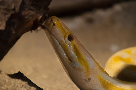 Close up yellow snake portrait.の写真素材