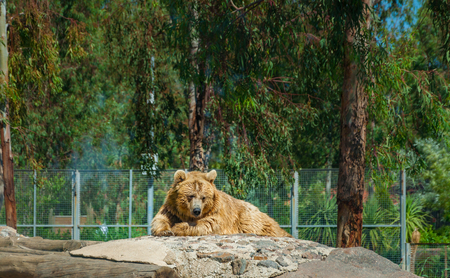 Sad bear in zoo.の写真素材
