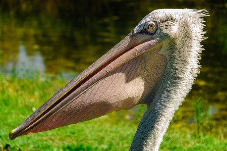 Close up white Pelican, looking at camera. (Pelecanus onocrotalus)の写真素材