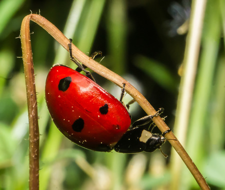 Macro Ladybug (Coccinellidae) on the herb.