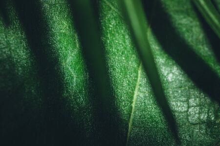 Shadow of other leaves on green leaf texture background. Green background.の写真素材