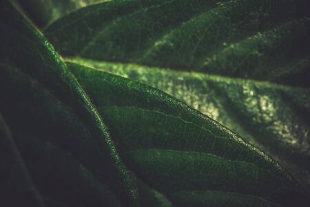 Close up leaf and vintage green backgorund. Macro shoot.の写真素材