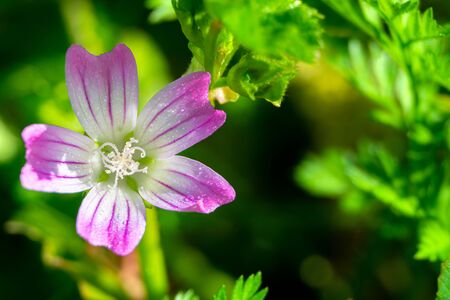 Pink flower (geranium)  isolated on green backgroundの写真素材