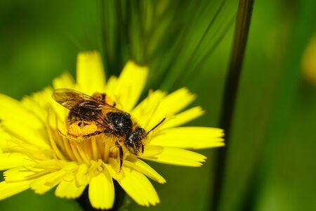 Honey bee collecting pollen and nectar from Dandelion flower (Taraxacum). Natural green background.