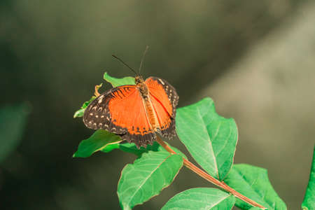 Close-up view of the body of the orange butterfly (Cethosia biblis) on the branch. Konya Butterfly...