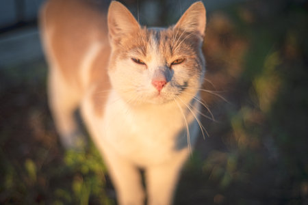 Close up view of red cat nose.