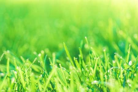 Fresh nature background with green grass. Natural and blurry bokeh background.の写真素材