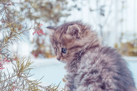 Pretty little blue eyes street cat. Close up shoot of kitten face. Tabby street cats and lifestyle concept.の写真素材