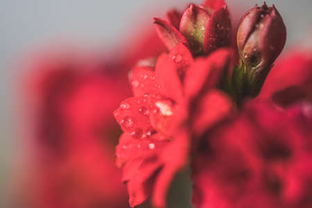 Close up red flower isolated with dew drops on soft background.の写真素材