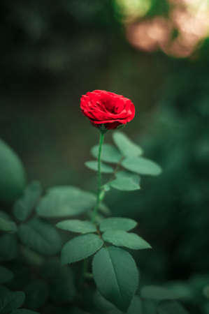 Selective focus single red rose. Macro view of petals. vintage colors.の写真素材