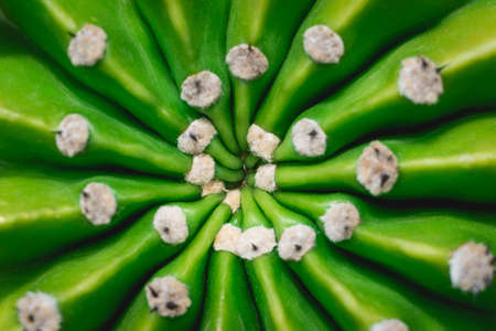 Close-up cactus detail and background.の写真素材