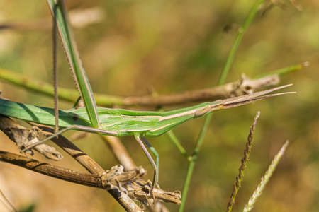Green cone-headed grasshopper on branch. (Acrida ungarica)